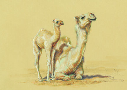 Azam Eisazadeh