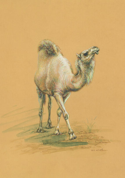 azam eisazadeh