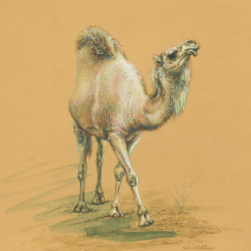 azam eisazadeh
