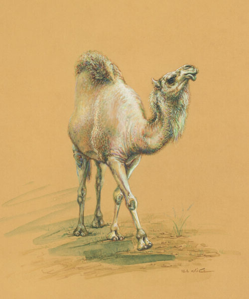 azam eisazadeh