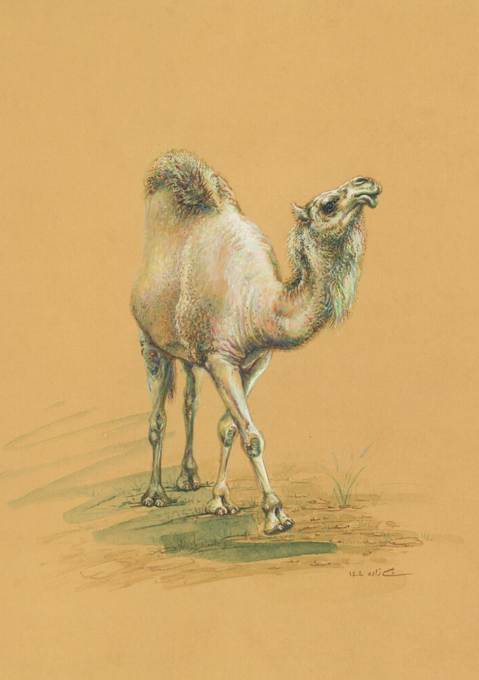 azam eisazadeh