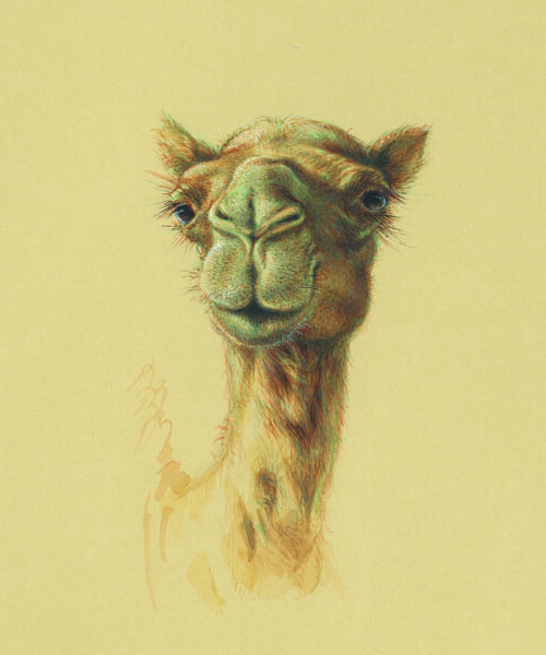 azam eisazadeh