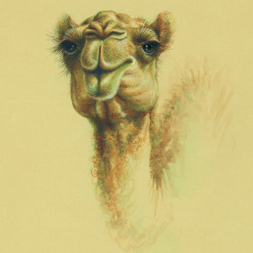 azam eisazadeh