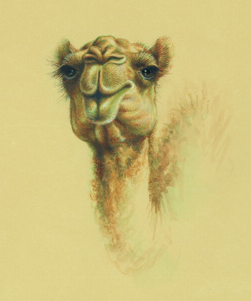 azam eisazadeh